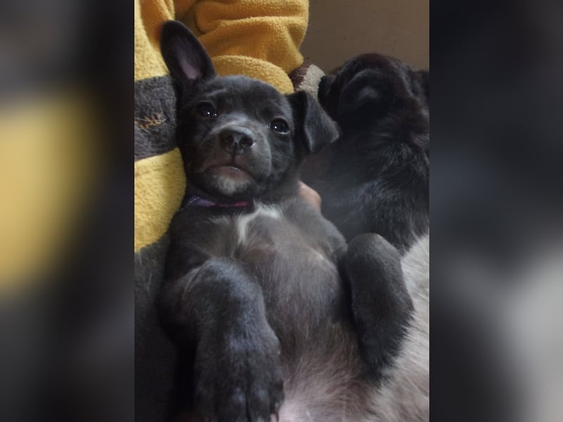 INDIE ❤  sucht Zuhause oder Pflegestelle