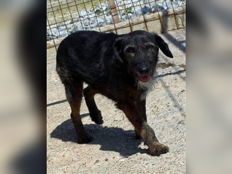 MAYA ❤  sucht Zuhause oder Pflegestelle