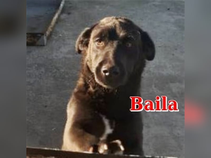 BAILA sucht liebevolles Zuhause