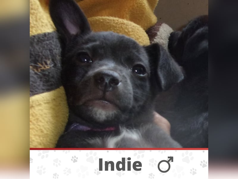 INDIE ❤  sucht Zuhause oder Pflegestelle