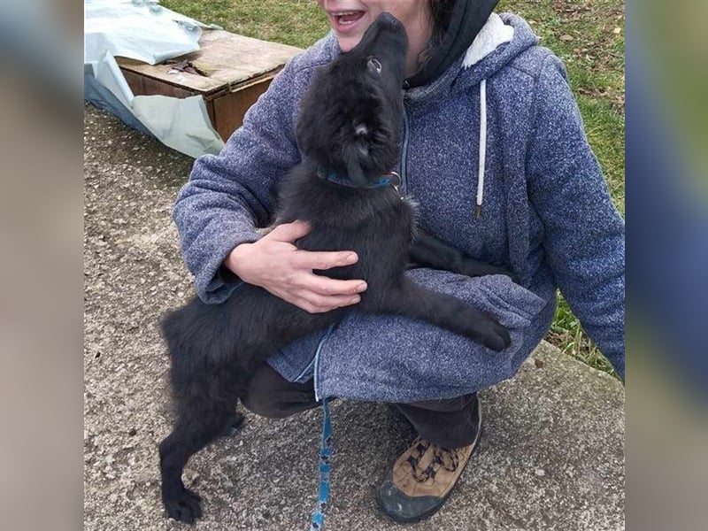ANNI ❤ sucht Zuhause oder Pflegestelle