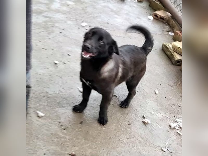 BAILA ❤  sucht Zuhause oder Pflegestelle