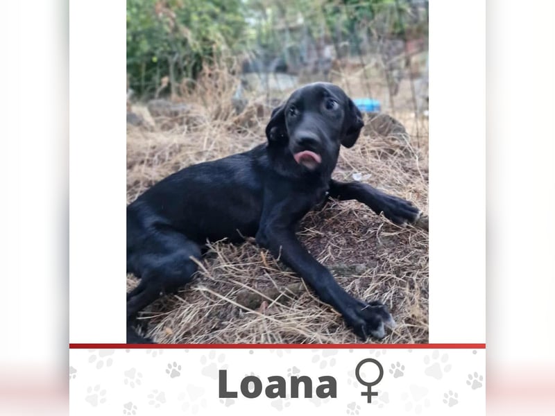 LOANA ❤️ Eilig! sucht Zuhause oder Pflegestelle