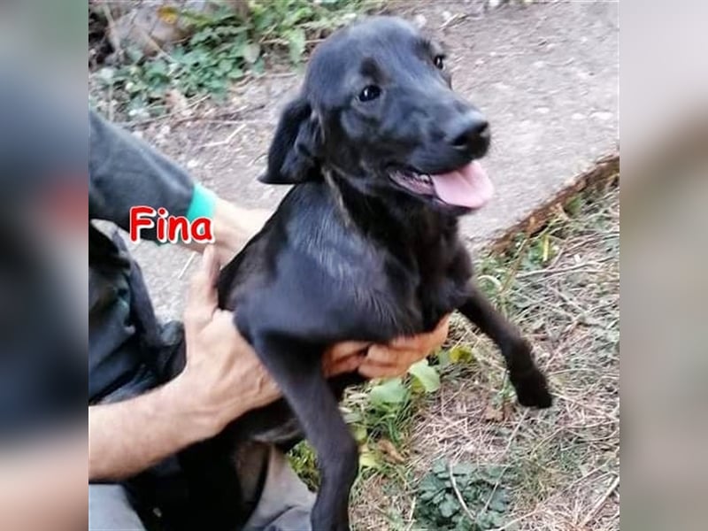 FINA sucht ihr Für-Immer-Zuhause