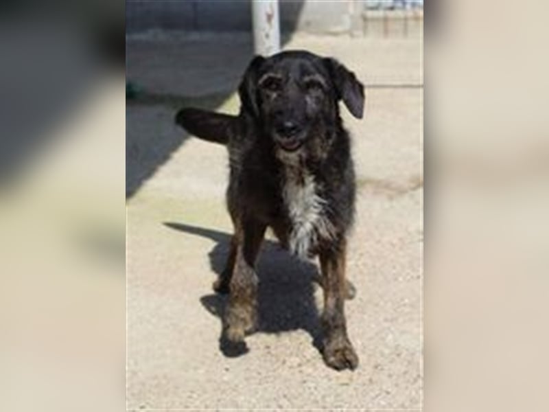 MAYA ❤  sucht Zuhause oder Pflegestelle