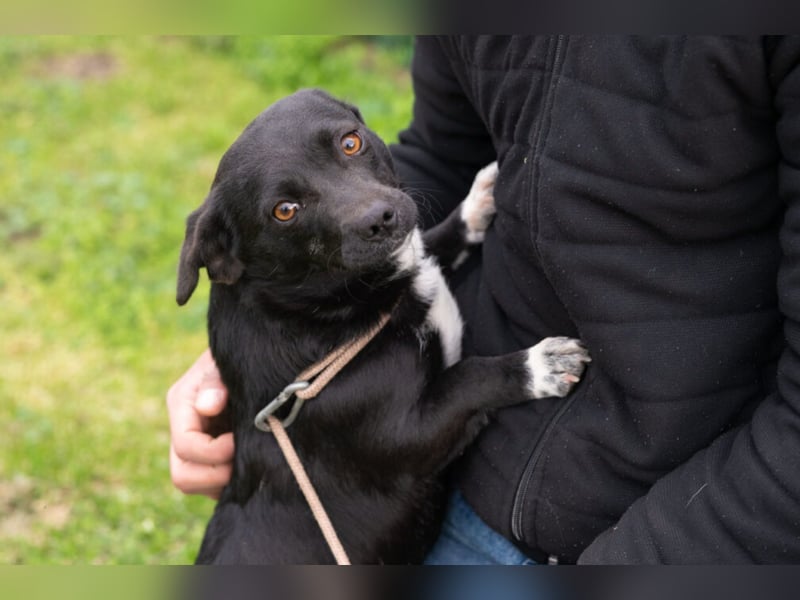 Kleine Mixhündin „Viki“, geb. 08.2024, wiegt nur 5 kg, sucht ein kleines gemütliches Körbchen
