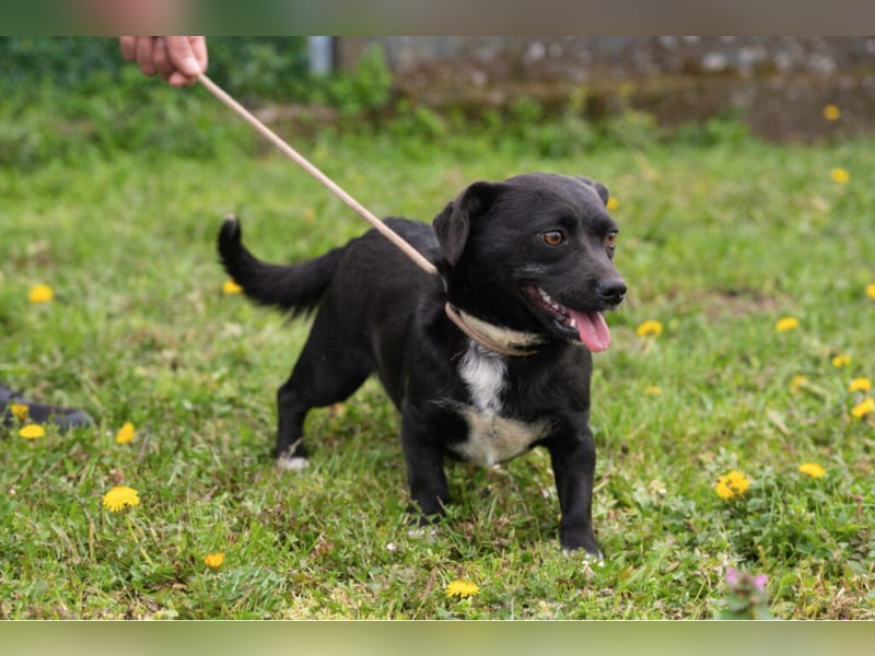Kleine Mixhündin „Viki“, geb. 08.2024, wiegt nur 5 kg, sucht ein kleines gemütliches Körbchen