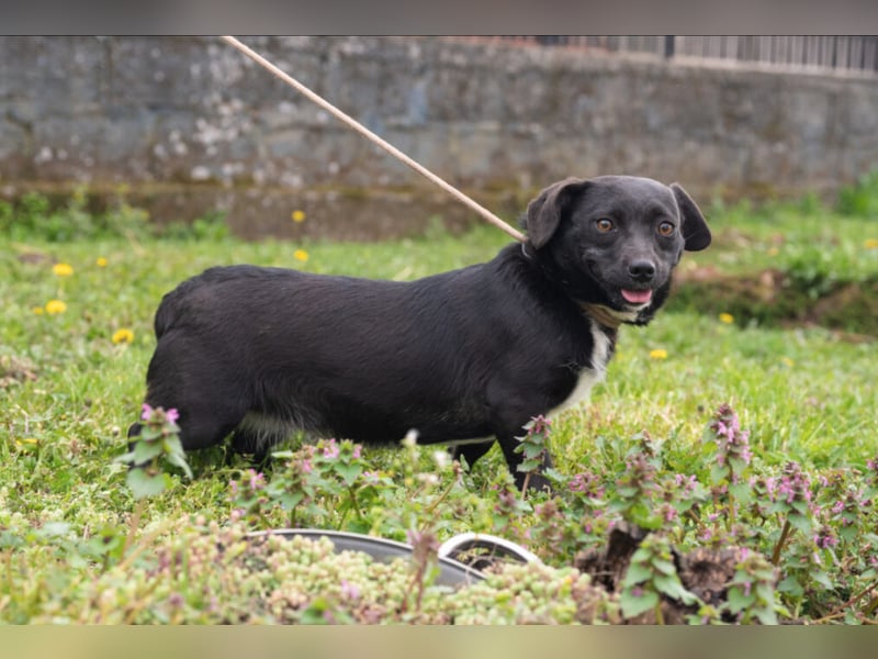 Kleine Mixhündin „Viki“, geb. 08.2024, wiegt nur 5 kg, sucht ein kleines gemütliches Körbchen