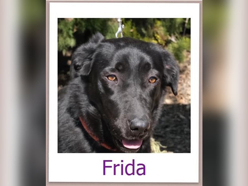 Frida - Liebe Mischlings-Hündin *09/2021