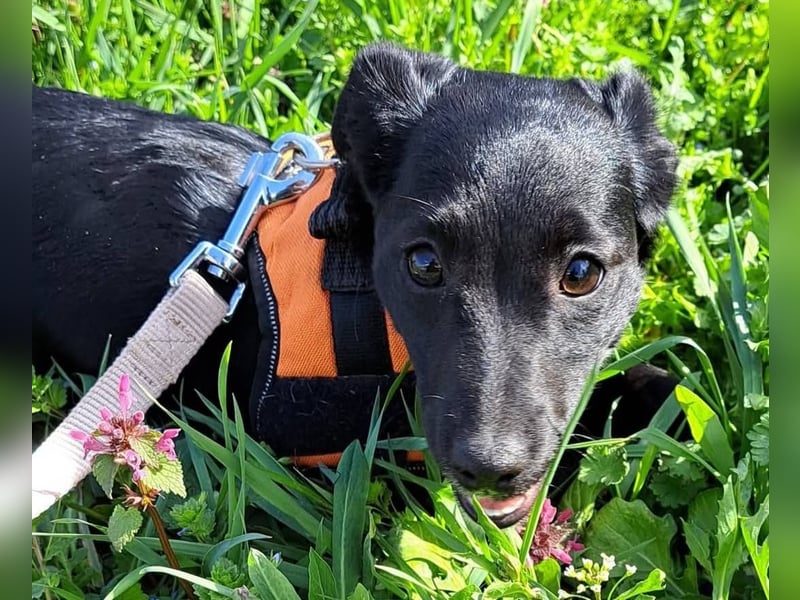 Liberty, aufgewecktes kleines Hundemädchen sucht ein Zuhause