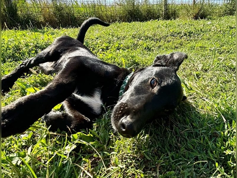 Biba, junges Hundemädchen sucht ein Zuhause