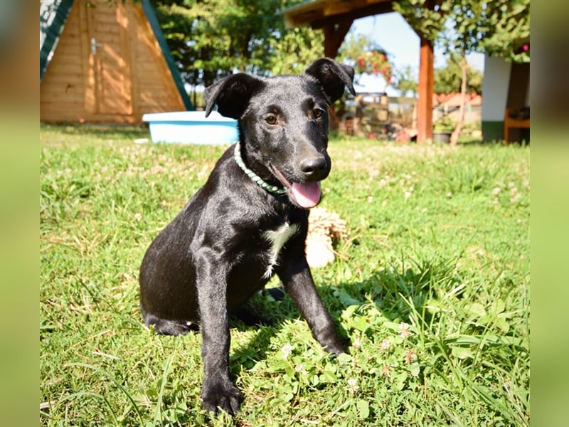Biba, junges Hundemädchen sucht ein Zuhause