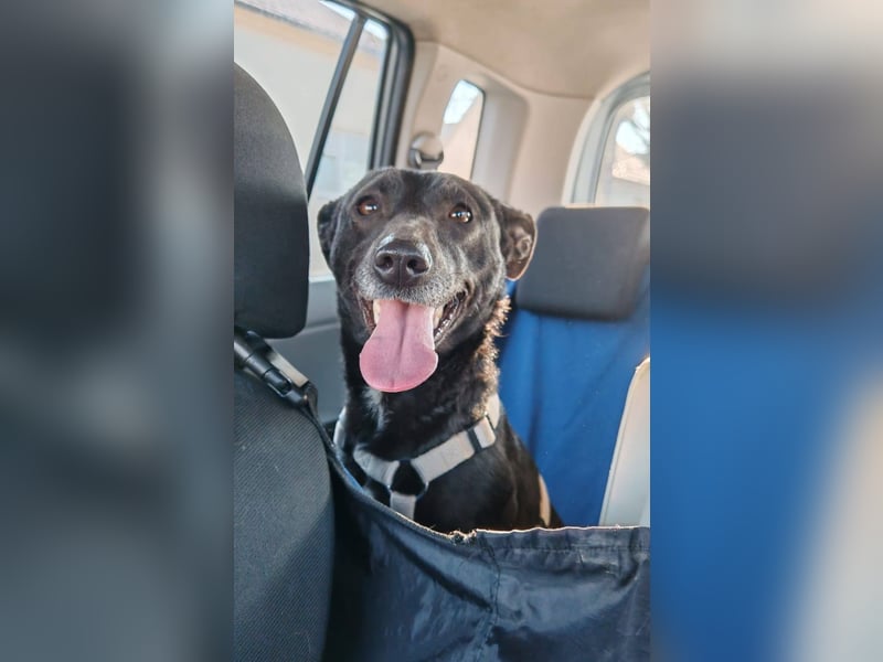 Cookie, freundliches Hundemädchen sucht Familienanschluss
