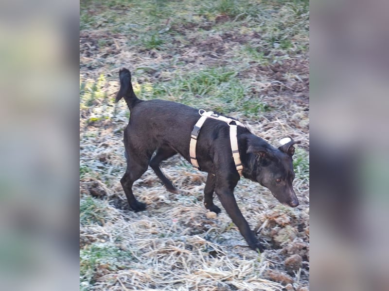 Cookie, freundliches Hundemädchen sucht Familienanschluss