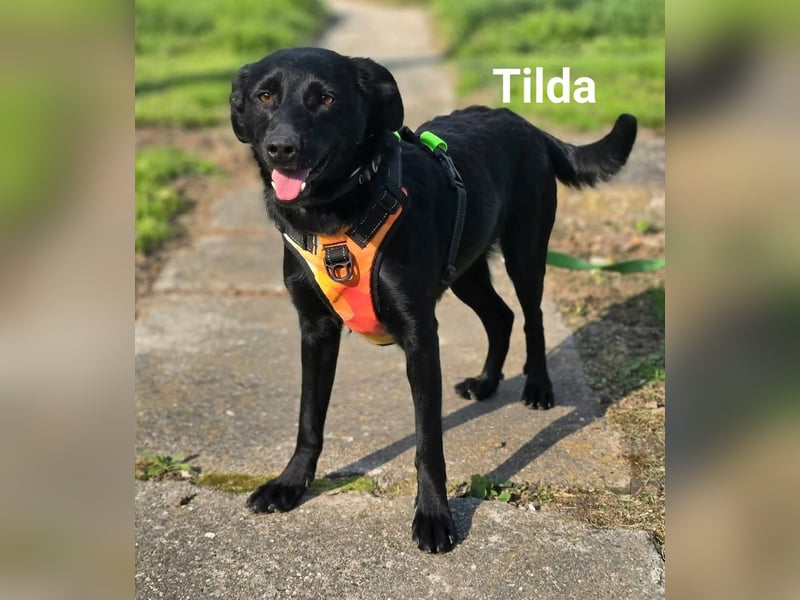 Tilda sucht ein Zuhause