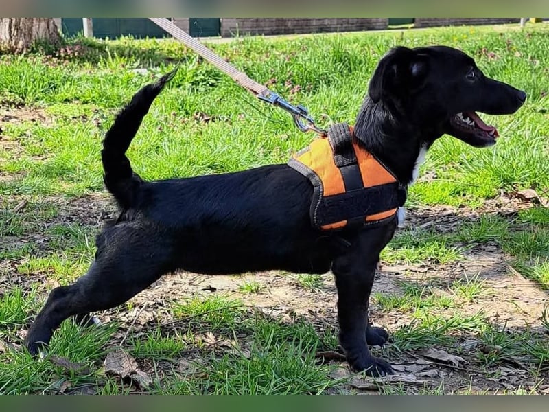 Liberty, aufgewecktes kleines Hundemädchen sucht ein Zuhause