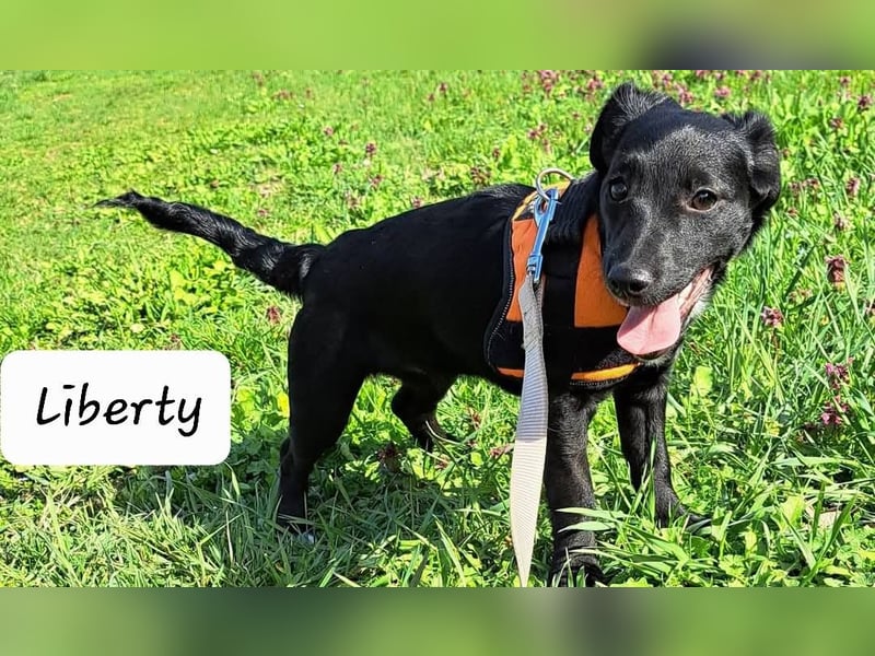 Liberty, aufgewecktes kleines Hundemädchen sucht ein Zuhause