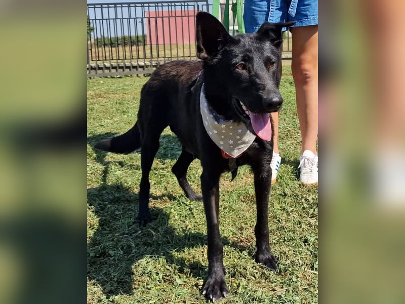 Astra, tolle Hündin sucht tolles Zuhause