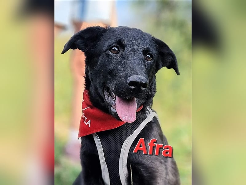 Afra sucht ein Zuhause