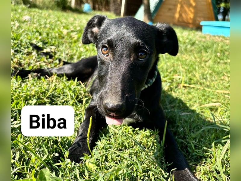 Biba, junges Hundemädchen sucht ein Zuhause