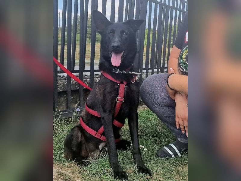 Astra, tolle Hündin sucht tolles Zuhause