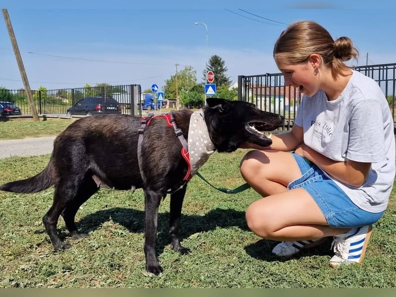 Astra, tolle Hündin sucht tolles Zuhause