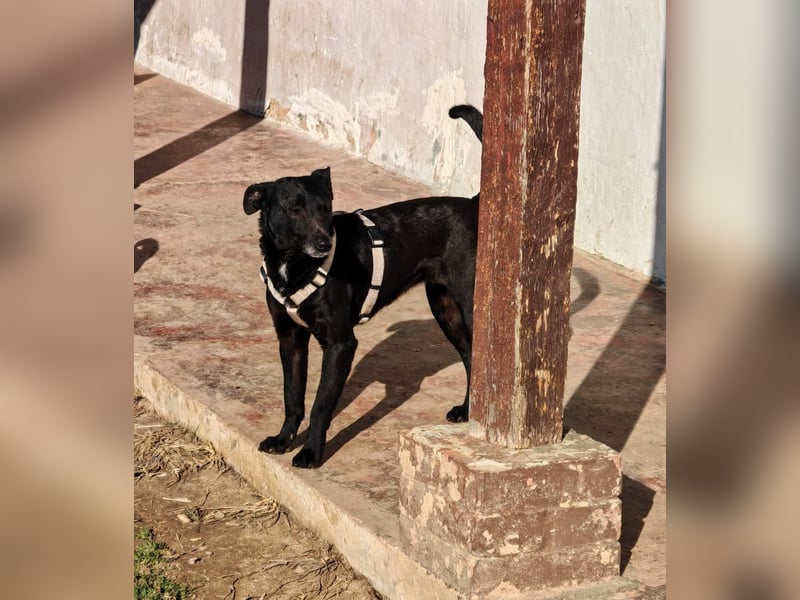Cookie, freundliches Hundemädchen sucht Familienanschluss