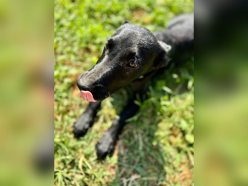 Biba, junges Hundemädchen sucht ein Zuhause