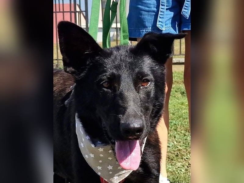 Astra, tolle Hündin sucht tolles Zuhause