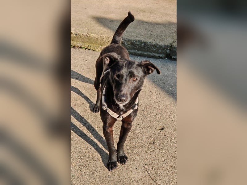 Cookie, freundliches Hundemädchen sucht Familienanschluss