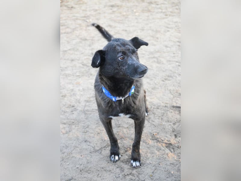 Kotangens - ruhige unauffällige Hundedame sucht Menschen mit Herz