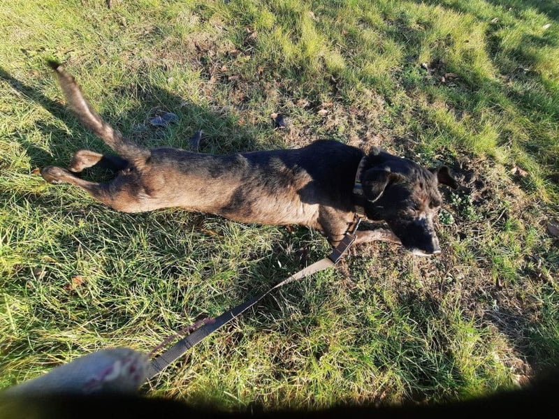 Kotangens - ruhige unauffällige Hundedame sucht Menschen mit Herz