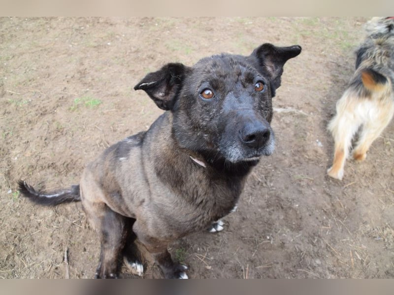 Kotangens - ruhige unauffällige Hundedame sucht Menschen mit Herz