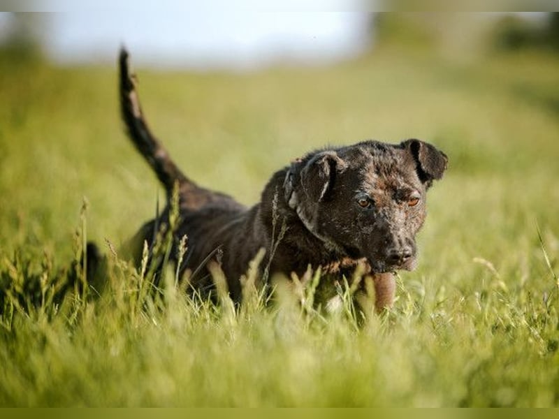 Kotangens - ruhige unauffällige Hundedame sucht Menschen mit Herz