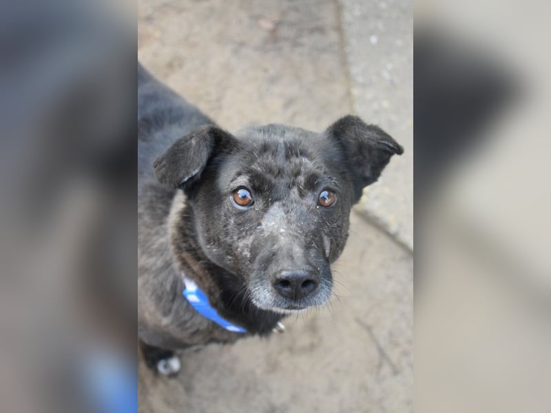 Kotangens - ruhige unauffällige Hundedame sucht Menschen mit Herz