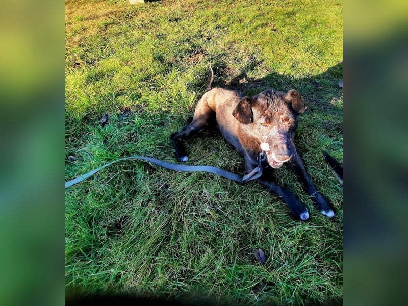 Kotangens - ruhige unauffällige Hundedame sucht Menschen mit Herz