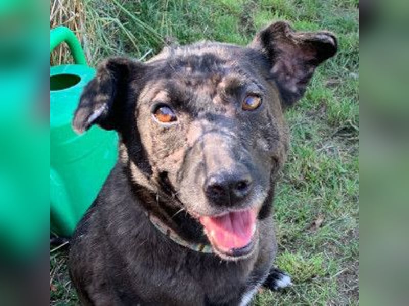 Kotangens - ruhige unauffällige Hundedame sucht Menschen mit Herz
