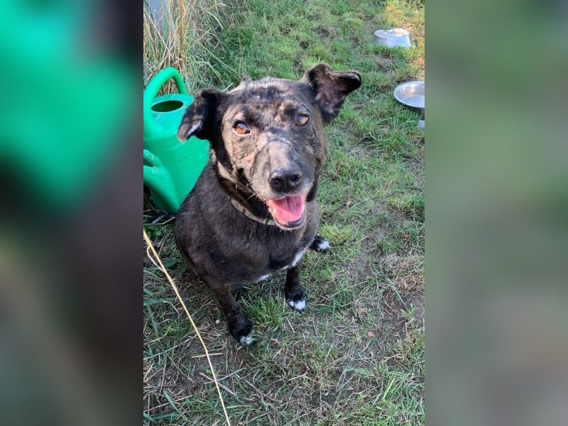 Kotangens - ruhige unauffällige Hundedame sucht Menschen mit Herz
