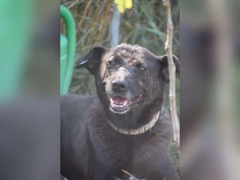Kotangens - ruhige unauffällige Hundedame sucht Menschen mit Herz