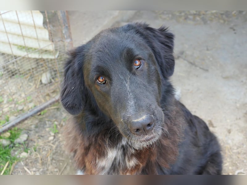 Cleo - pure Lebensfreude sucht aktives Zuhause