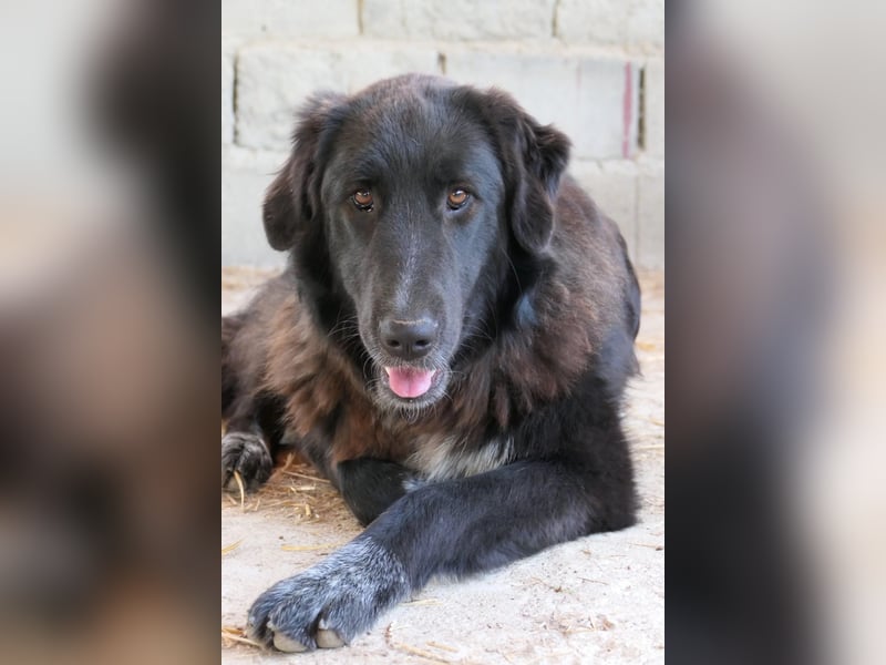 Cleo - pure Lebensfreude sucht aktives Zuhause