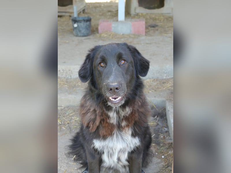 Cleo - pure Lebensfreude sucht aktives Zuhause