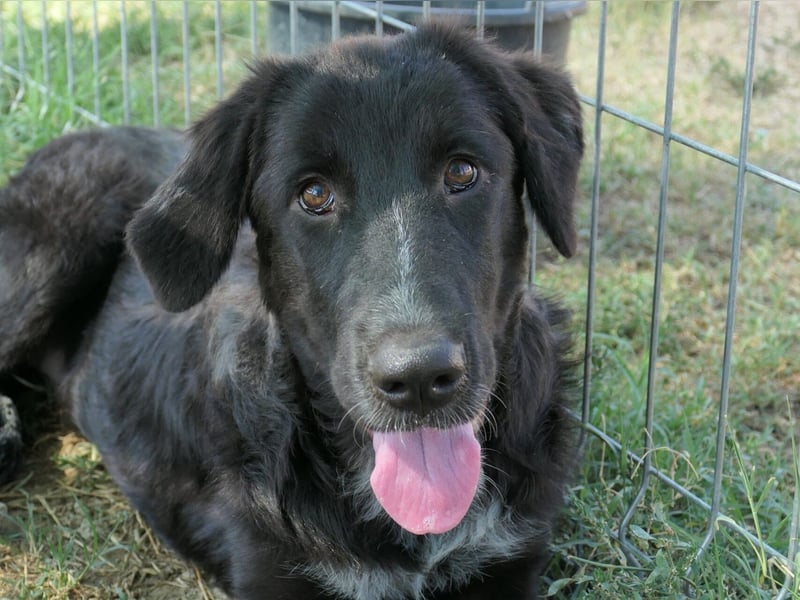 Cleo - pure Lebensfreude sucht aktives Zuhause