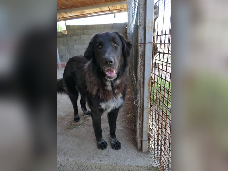 Cleo - pure Lebensfreude sucht aktives Zuhause