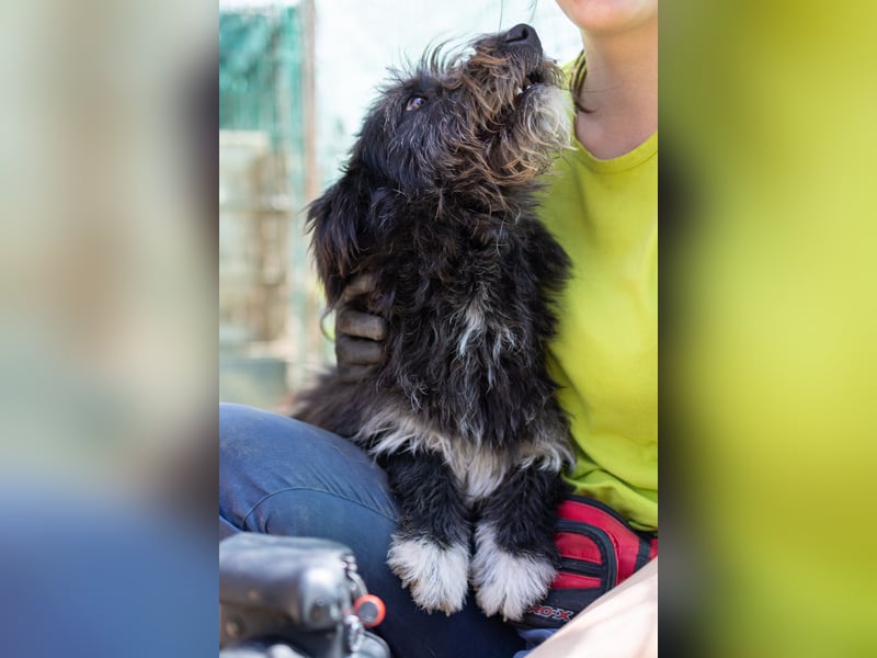 Susi – Kämpferherz mit Kuschelpotenzial