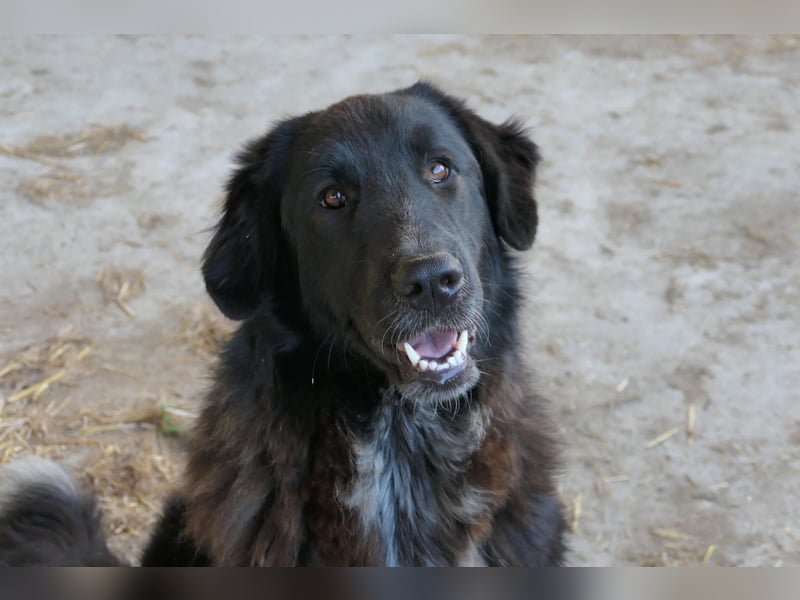 Cleo - pure Lebensfreude sucht aktives Zuhause