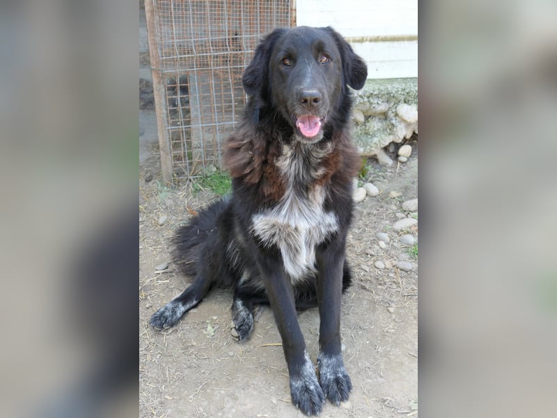 Cleo - pure Lebensfreude sucht aktives Zuhause