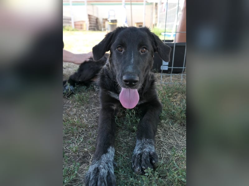 Cleo - pure Lebensfreude sucht aktives Zuhause
