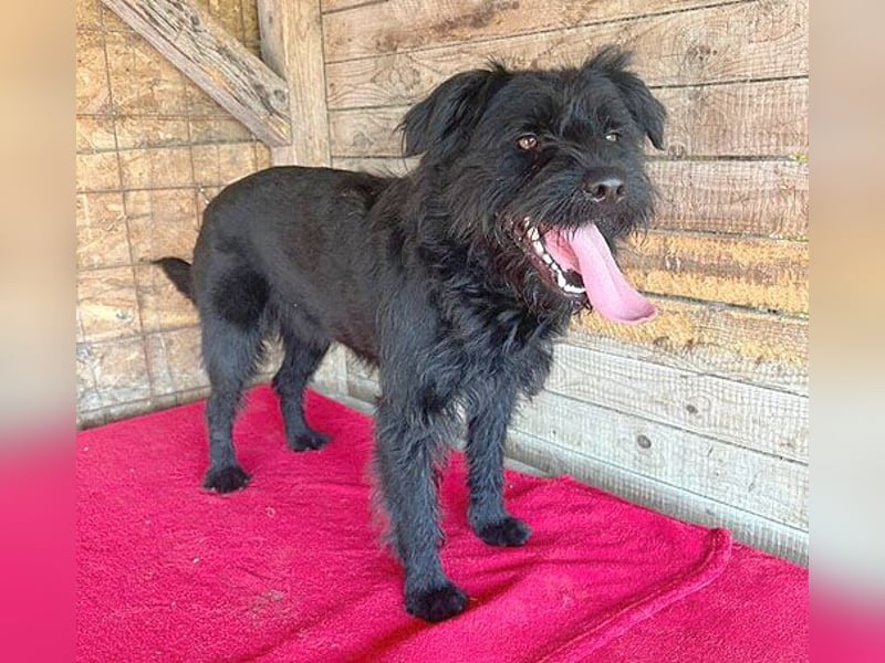 (R) ❤️ superliebe Familienhündin BOGI - 1,5 Jahre, 50cm/18kg - Mischling