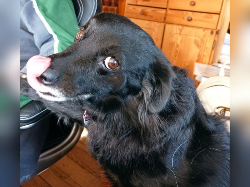 ungar. Zamperl MOLLY - 8 Jahre, 35cm/9,8kg - kleiner Mischling